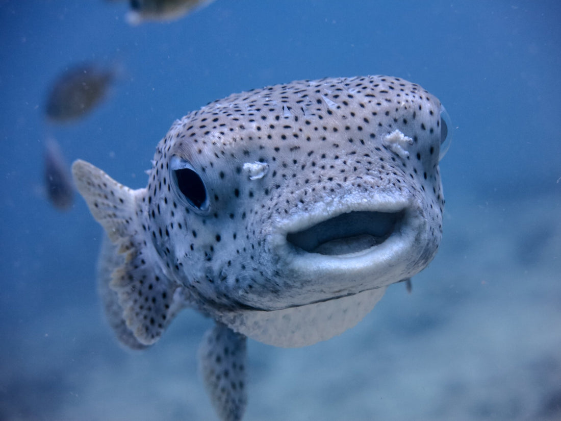 Pufferfish (the fish) make sand castles, too! - PUFFERFISH