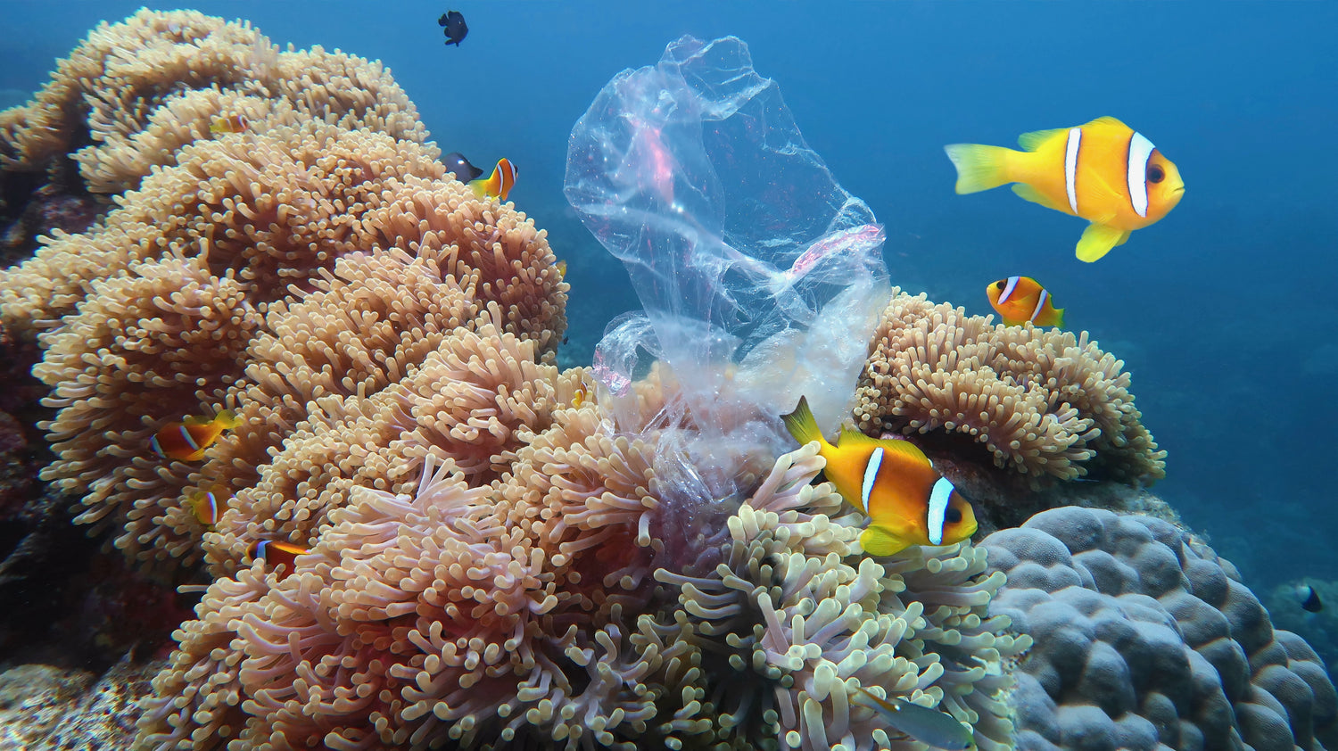 fish swimming in coral with plastic trash
