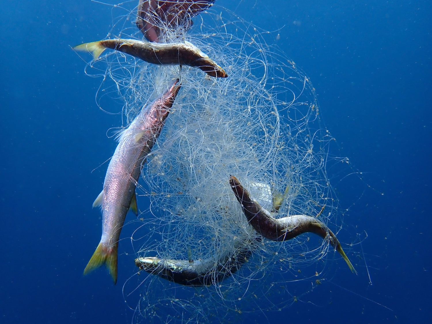 fish in the ocean caught in a swirl of fishing nets