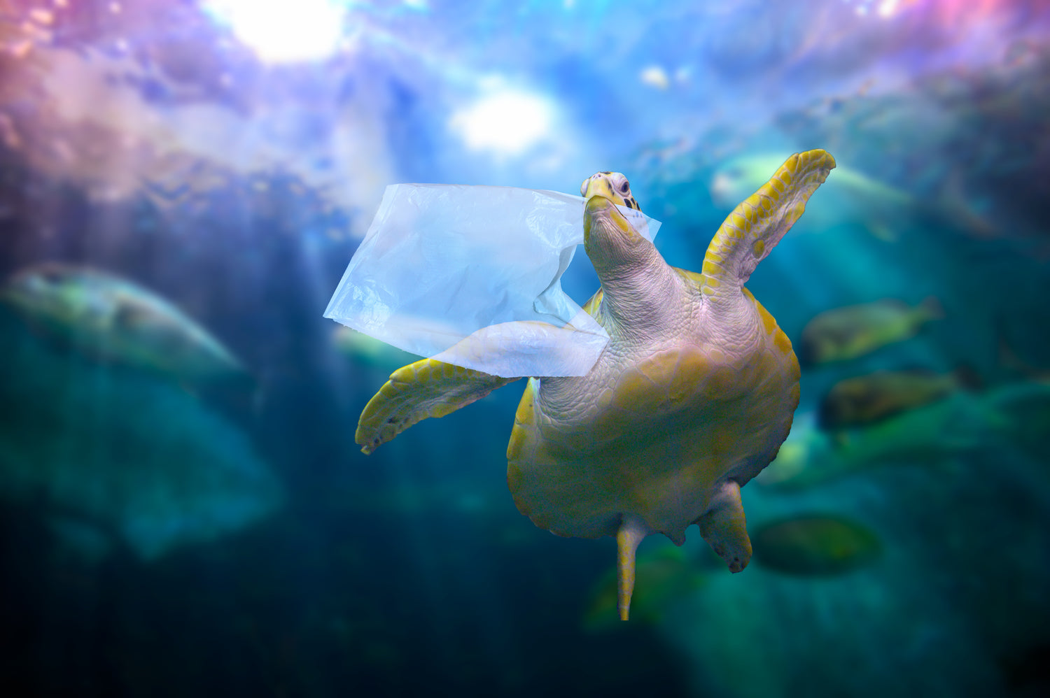 sea turtle under water with plastic bag in its mouth
