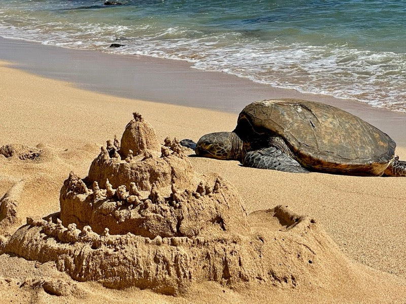Turtle sand sculpture